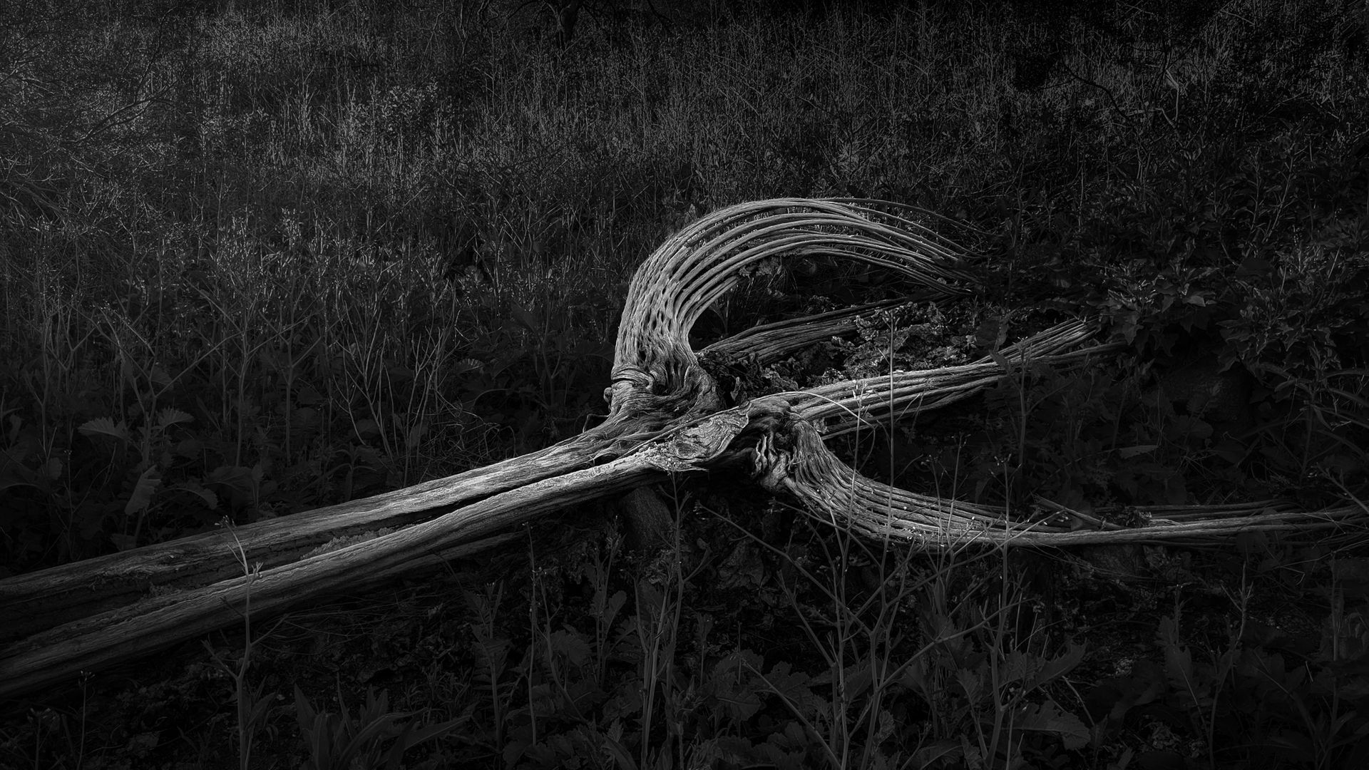 Memento Mori in Bloom