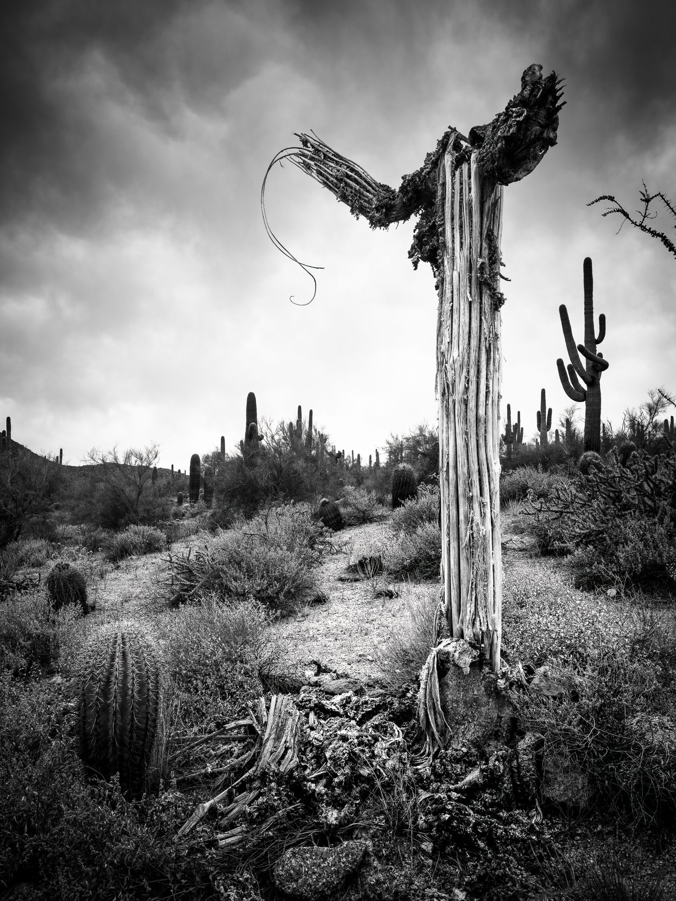 Muerte de un Saguaro